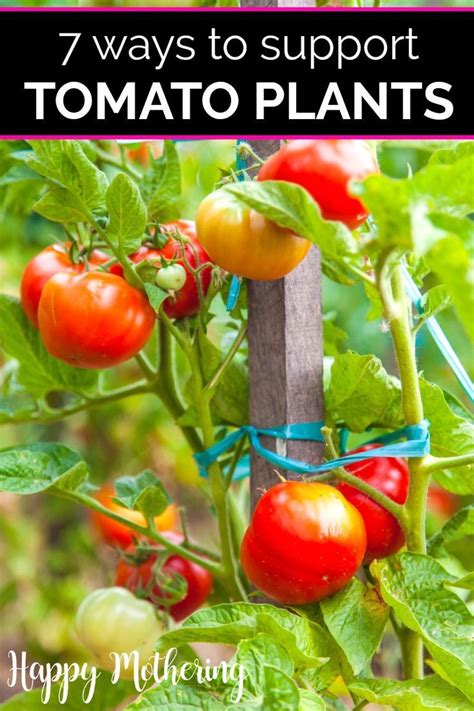 staking tomatoes in pots|4 Ways to Support Tomato Plants in Pots .